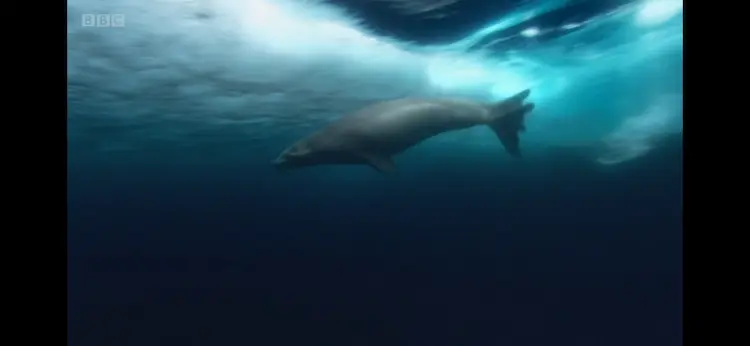 Crabeater seal (Lobodon carcinophaga) as shown in Frozen Planet - Summer